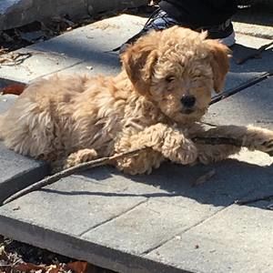 Meet your Posher, Marie